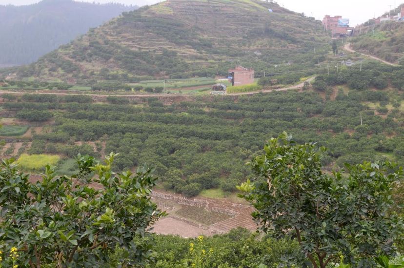 A navel orange orchard on the riverbank of the Caotang River in County, one of the region's well-known native products, by Fan Xiao, March 2012.