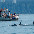 whale-watchers